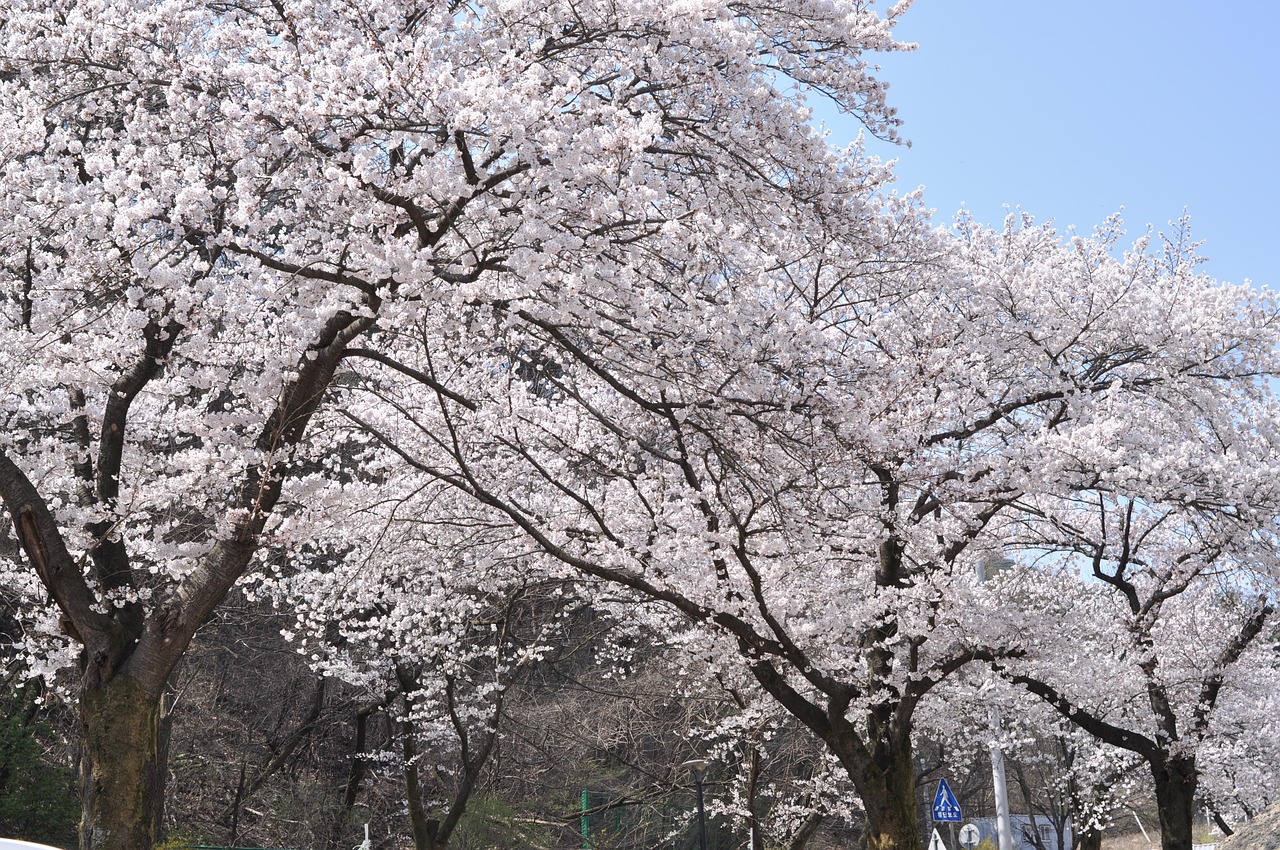 Kirsikankukka Kukka Cherry Blossom Ilmainen Valokuva Pixabayssa Pixabay kirsikankukka-kukka-cherry-blossom-ilmainen-valokuva-pixabayssa-pixabay