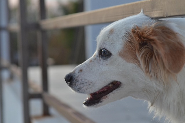 Free Dog Animal photo and picture
