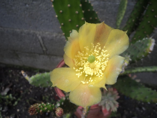 Cactus Color Amarillo
