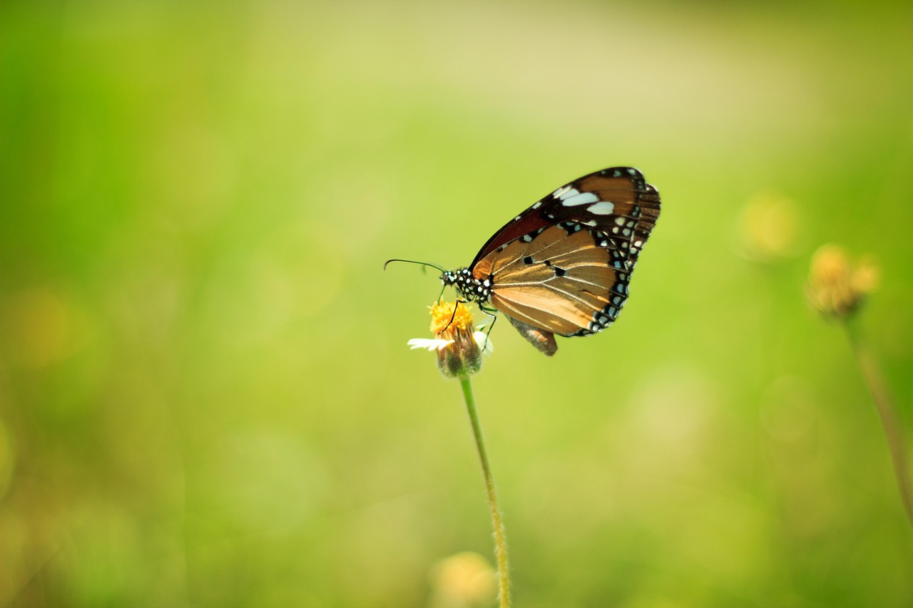Butterfly - free online jigsaw puzzle photo