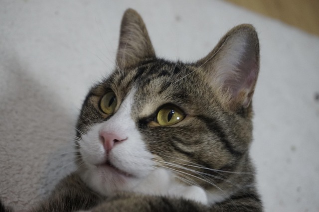 Free Cat Kitten photo and picture