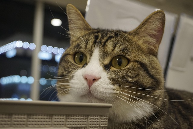 Free Cat Nuclear Tuna photo and picture
