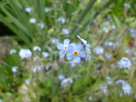 Forget Me Not, Bloem, Natuur, Tuin