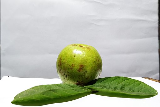 Free Fruit Guava photo and picture