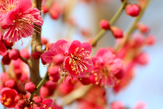 Plum Blossoms, Natuur, Bloem