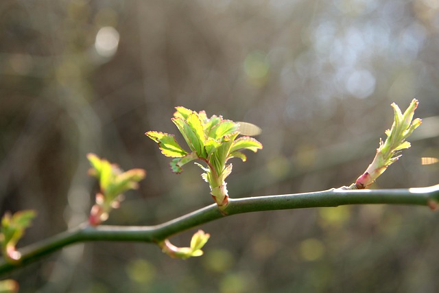 Lente, Natuur, Plant, Forest, Green