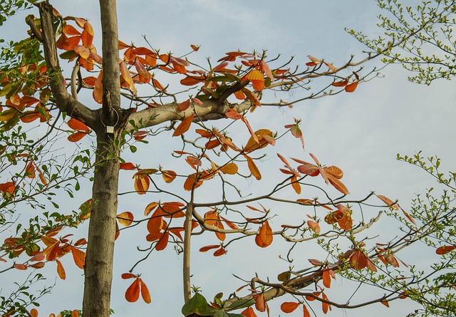 夏天 树 自然 - Pixabay上的免费照片 - Pixabay