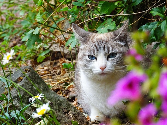 Free Cat Flowers photo and picture