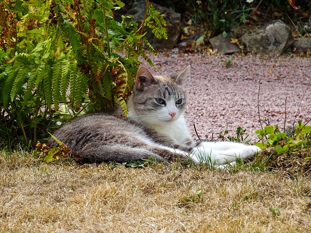 Free Cat Kitten photo and picture