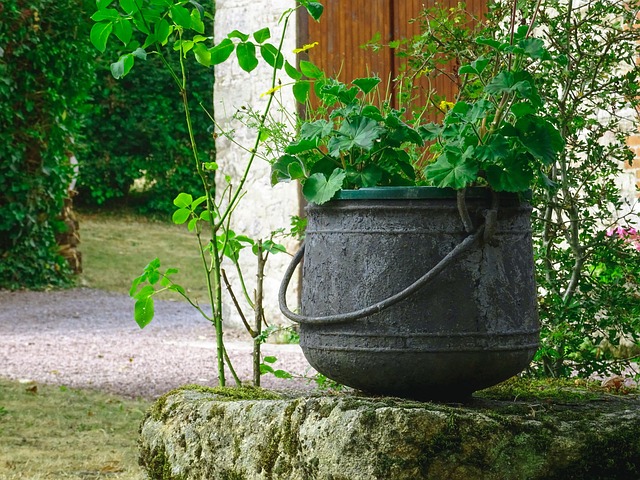 Free Plant Garden photo and picture
