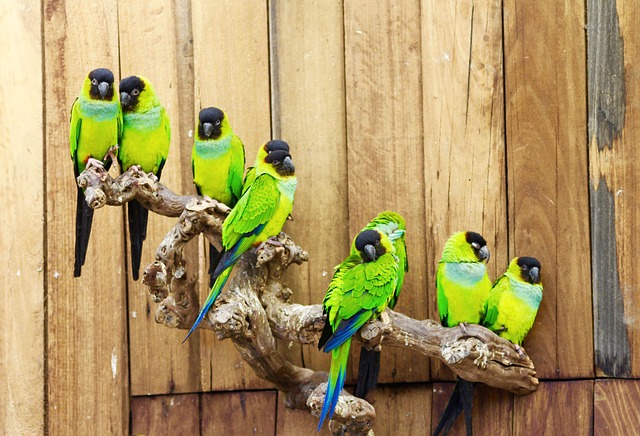 Free Birds Green photo and picture