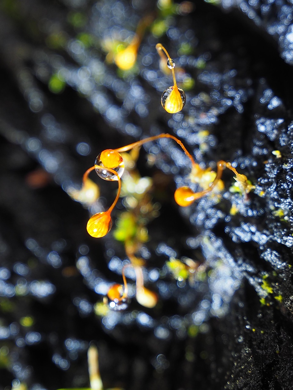 Close Up Macro Nature - Free photo on Pixabay - Pixabay