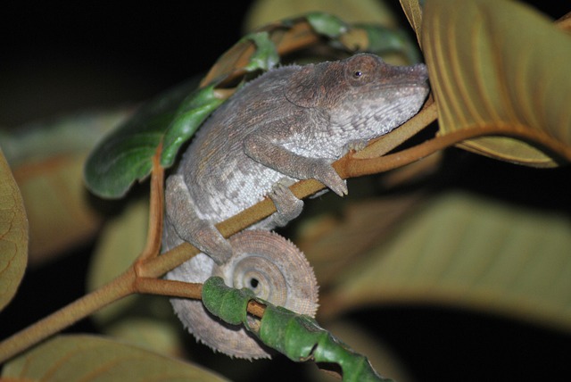 Free Madagascar Safari photo and picture