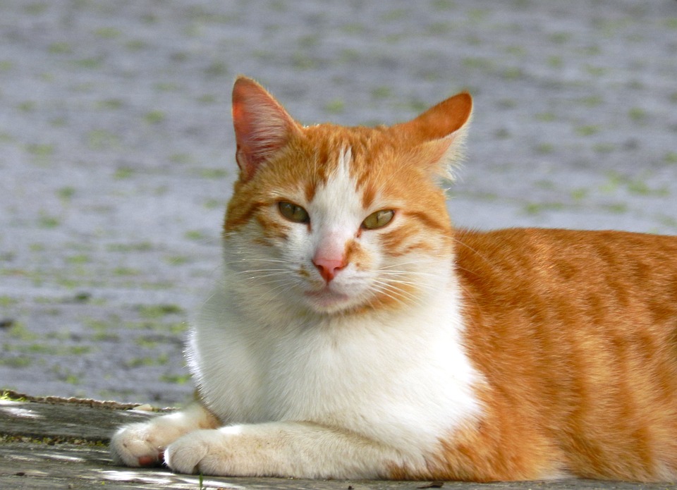 Cat Rouge Blanche - Photo gratuite sur Pixabay - Pixabay