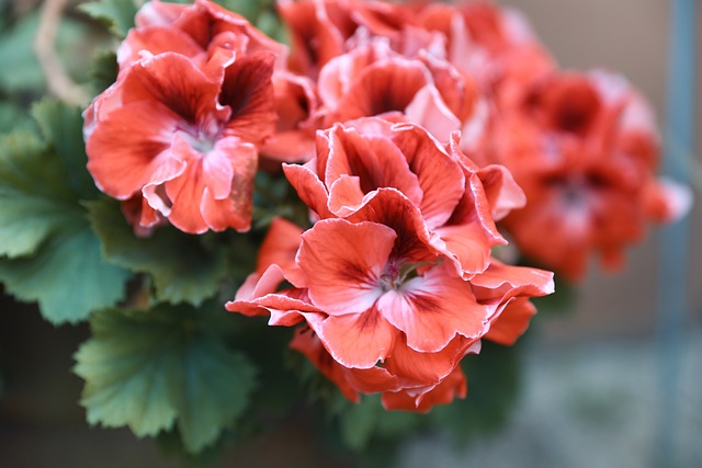 Free Flower Grass photo and picture