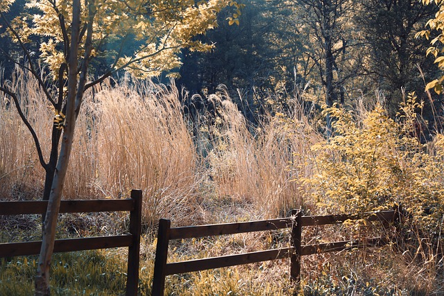 Free Reed Nature photo and picture