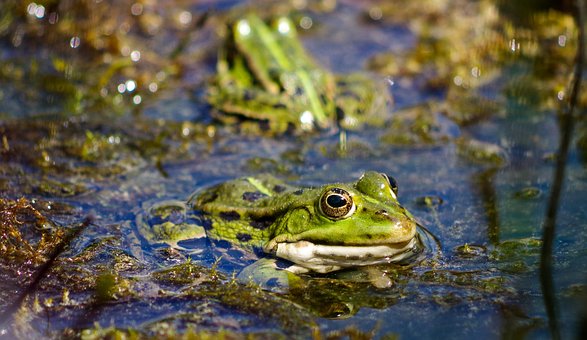 Teichfrosch, Natur, Grün, Rana Esculenta