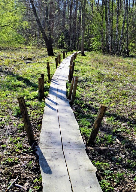 Lange Træer, Sump, Bestyrelser, Natur