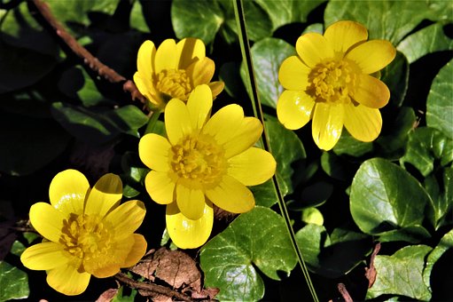 Gul Åkande, Dam, Gul, Smuk, Blomster