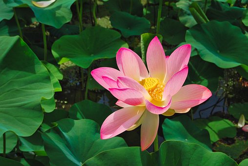 Free Water Lily Pond photo and picture