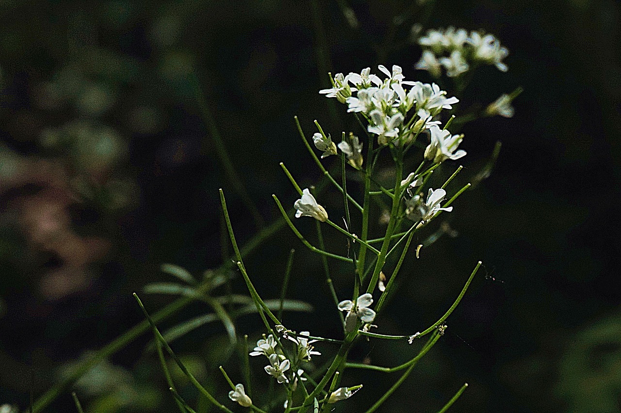 Horseradish Flower Nature Plant Free photo on Pixabay Pixabay