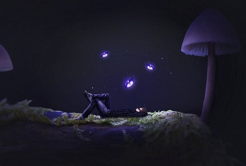 Free Vùng Đất Tự Do Mushroom photo and picture