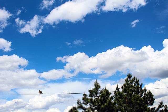 Himmel, Skyer, Fugl, Natur, Tråd, Træ