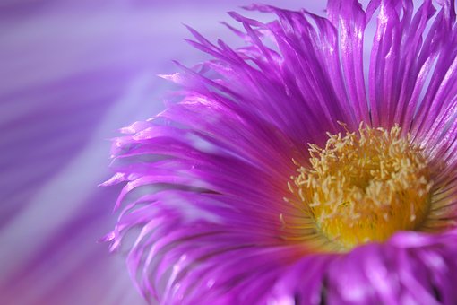 Free Rose Pink photo and picture
