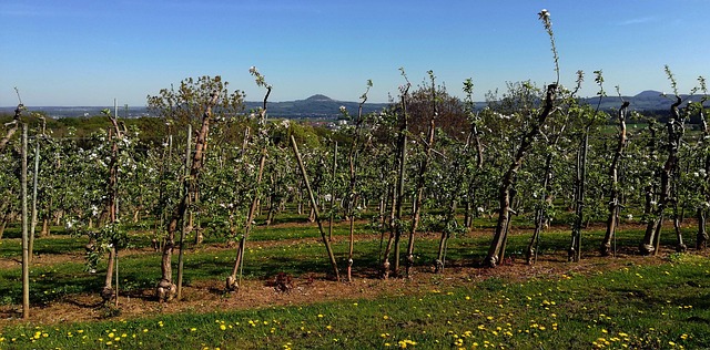 Free Orchard Apple Trees photo and picture