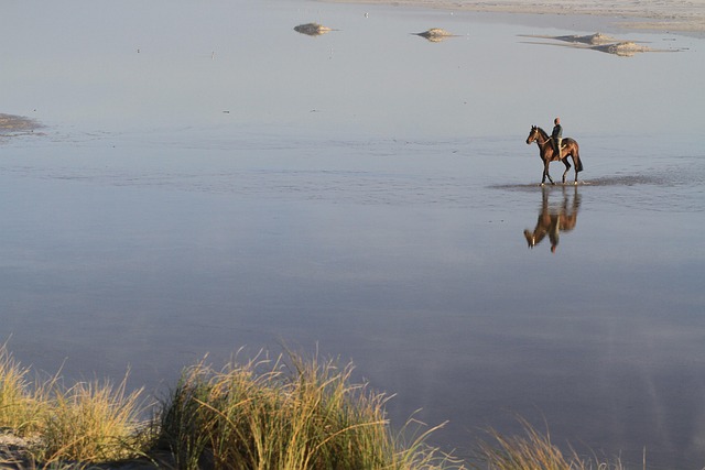 Free Horse Lagoon photo and picture