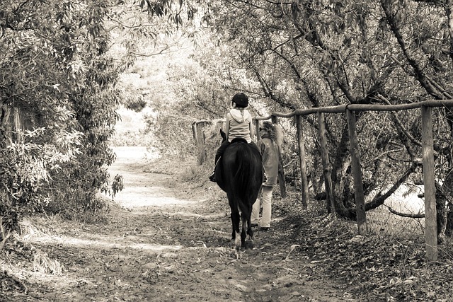 Free Horse Pony photo and picture