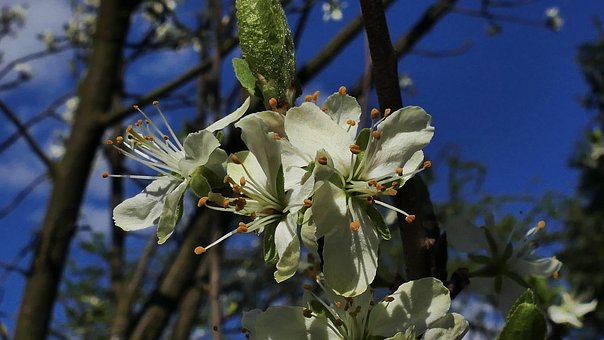 Pruim, Pruimenbloesem, De Lente, Bloem