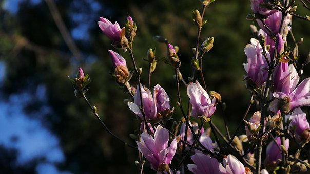 Magnolia, Bloem Achtergrond, De Lente