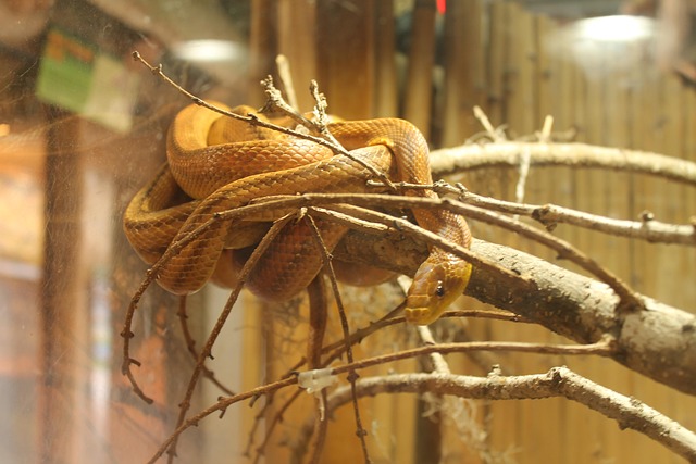 Snake Reptile Zoo - Free photo on Pixabay - Pixabay