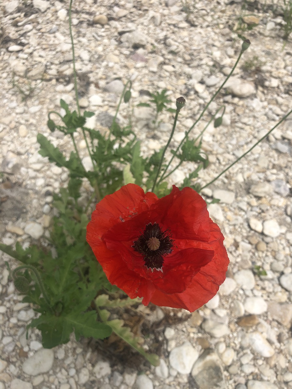 Poppies Wildflowers Field - Free photo on Pixabay - Pixabay