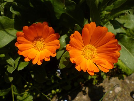 Pot Goudsbloem