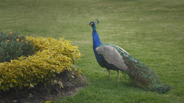 Free Peacock Nature photo and picture