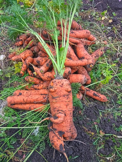 Free Carrots Bio photo and picture