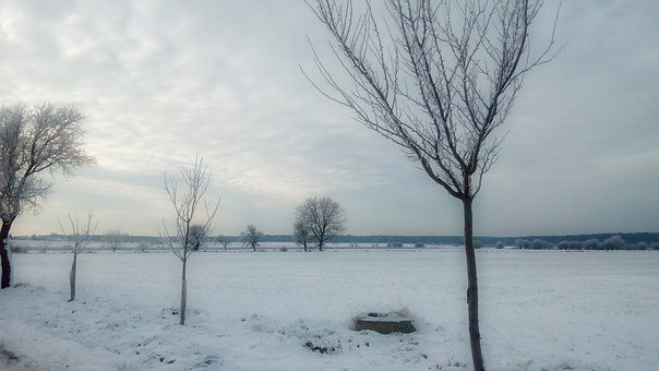 Free The Snow A Tree photo and picture