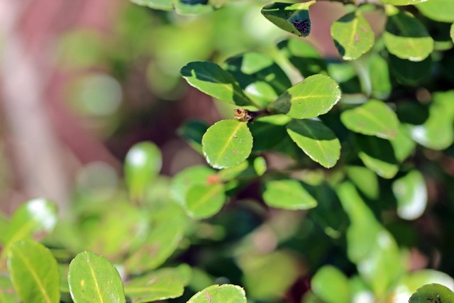 Free Leaf Plant photo and picture