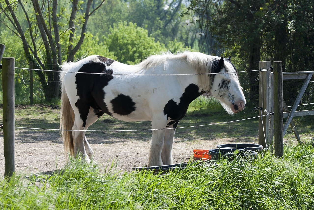 Black Belgian Draft Horse