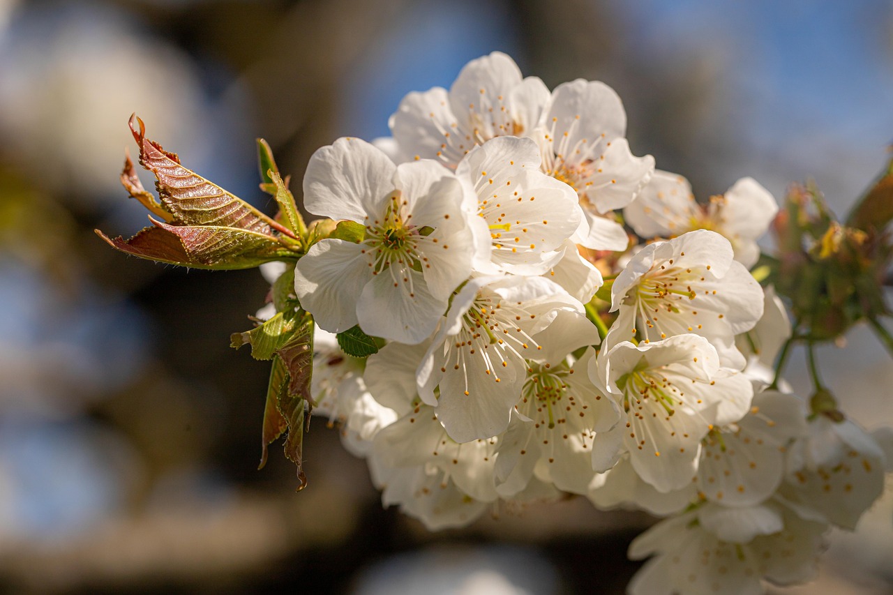 Fleur De Cerisier Blanche