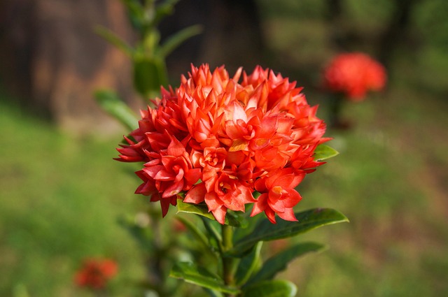 Blomst, Ixora, Ixora Coccinea, Plante