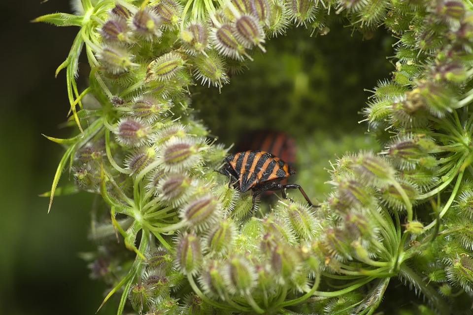 Sur Avant Insect Insectes Orange La - Photo gratuite sur Pixabay - Pixabay