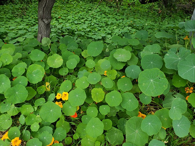 Free Nature Leaves photo and picture