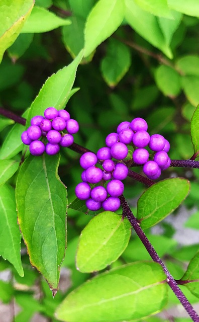 Free Plant Fruit photo and picture