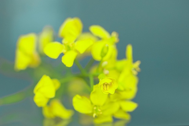 Free Background Oilseed Rape photo and picture