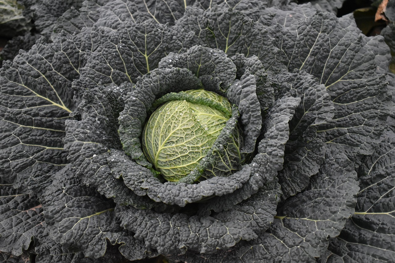 Kale Gemüse Feld Kostenloses Foto auf Pixabay Pixabay