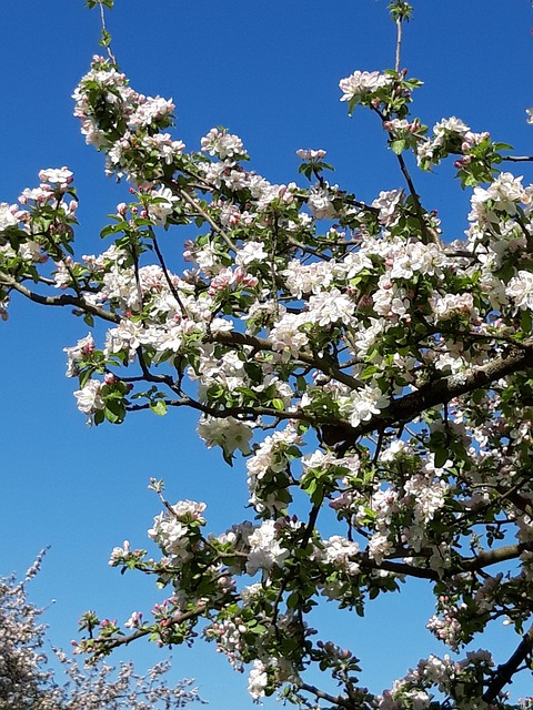 Free Apple Tree Spring photo and picture