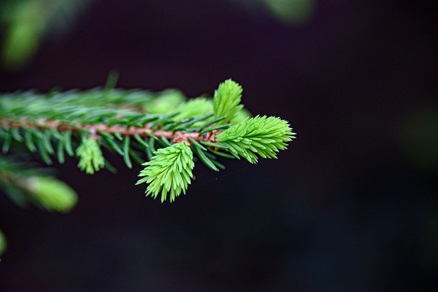 Free Baum Frühling photo and picture